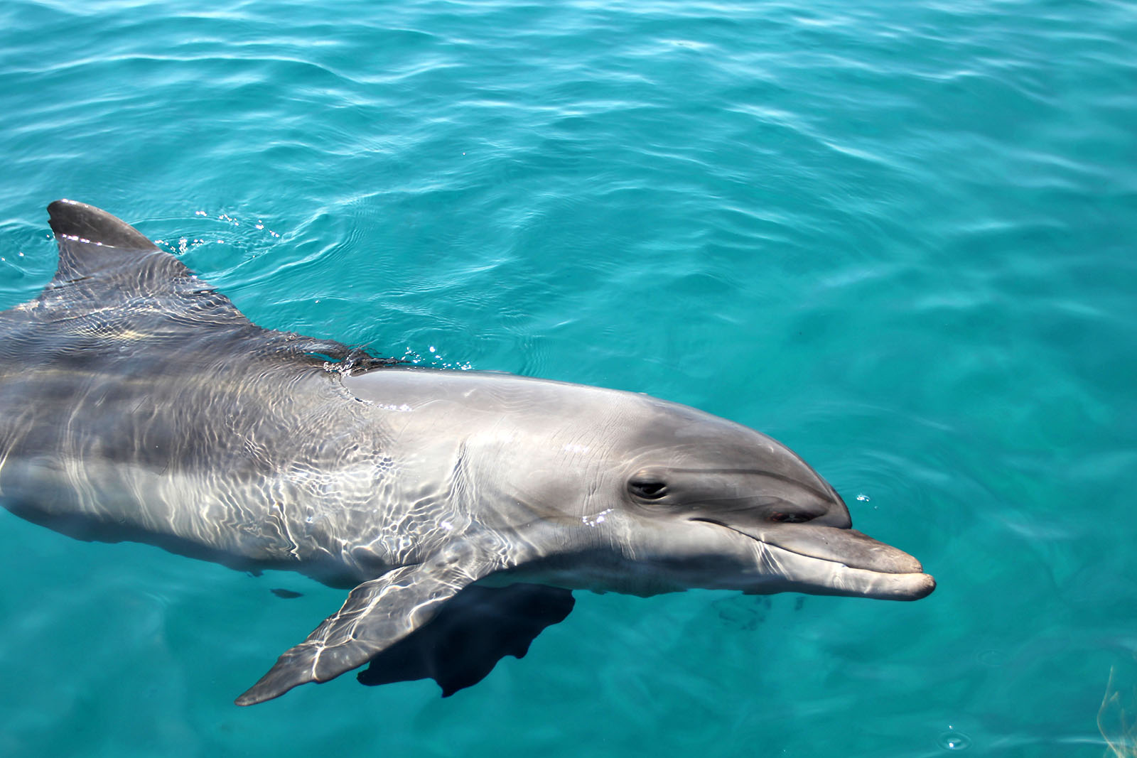 Dolphin Reef
