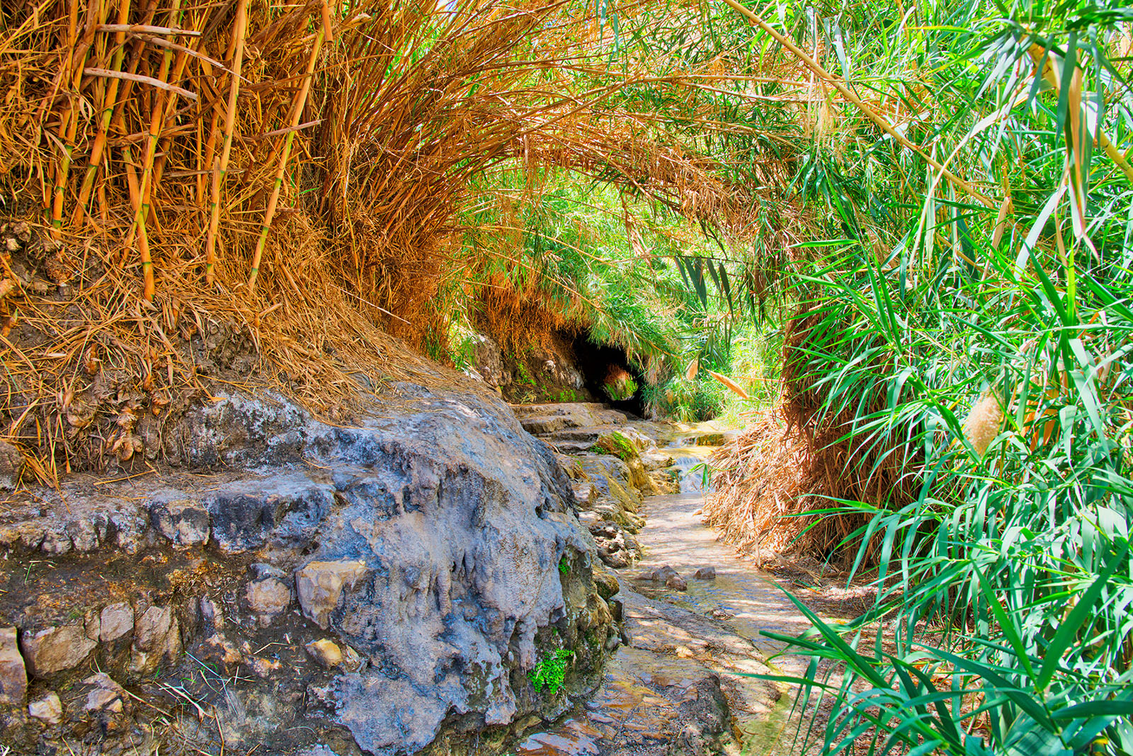 Ein Gedi