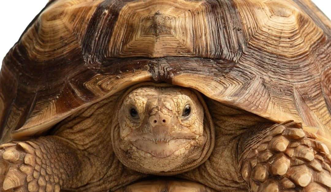 Who Tries to Fly With a Turtle in Their Bra? You Won’t Believe What TSA Found in Passengers’ Bags Last Year!